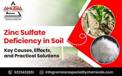 Zinc Sulphat deficiency in soil